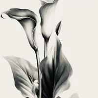 آموزش تخصصی و خصوصی تتو بدن فقط برای بانوان عزیز|خدمات آموزشی|همدان, |دیوار