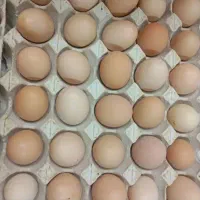 سی عدد تخم مرغ محلی تازه