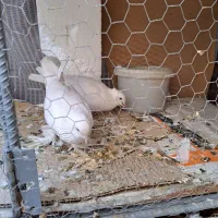 چند جفت  کفتر  عـالـی|پرنده|قم, باجک یک|دیوار