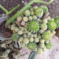 گل وگیاه|گل و گیاه طبیعی|جهرم, |دیوار