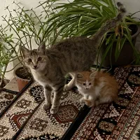 گربه|گربه|اردبیل, |دیوار