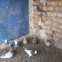 کفتر بهبهانی