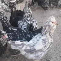 تخم مرغ گلین|حیوانات مزرعه|شهرکرد, |دیوار