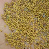 بذر یونجه|عمدهفروشی|قمرود, |دیوار