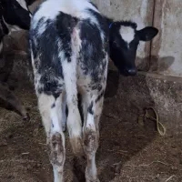 گوساله سفید ابی ماده