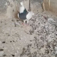 ماده طوقی