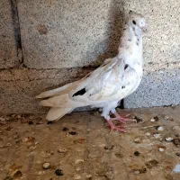کوهی دم سفید (روستای کندک حسن)