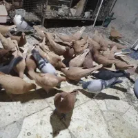 حیون جفتی و پرشی|پرنده|تربتحیدریه, رجایی|دیوار