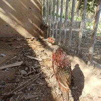 مرغ آمریکایی و پاکستانی