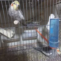 ۳عدد عروس هلندی نر بالغ مست