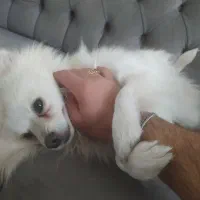 سگ پامر|سگ|قزوین, |دیوار