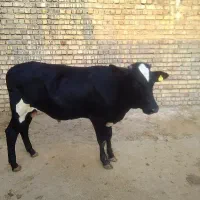 گاو نر