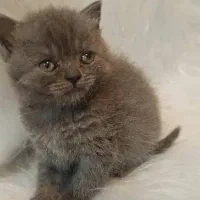 توله گربه های بریتیش و اسکاتیش بریتیش|گربه|اهواز, کوروش|دیوار