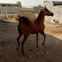 اسب مادیون کرد خالص