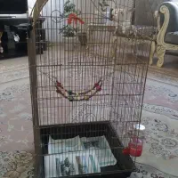 طوطی،کبوتر|پرنده|گلبهار, شهر جدید گلبهار|دیوار