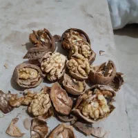 گردو  نهاوند(تویسرکان)