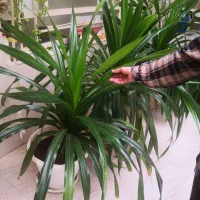 گلدون گیاه پاندانوس|گل و گیاه طبیعی|اهواز, پادادشهر|دیوار