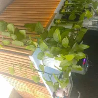 تمام وسایل قهوه فروشی بفروش میرسد|کافیشاپ و رستوران|دوگنبدان, |دیوار