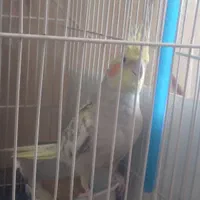 عروس هلندی طاووسی ماده تخم گذار