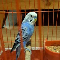 مرغ عشق|پرنده|گرگان, |دیوار