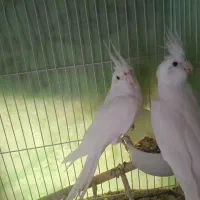 عروس هلندی البینو