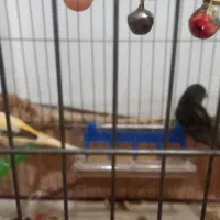 قناری ماده سیاه موزاییکی