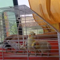 یک جفت عروس و یک جفت مرغ عشق