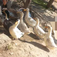 ادرک ۷ ماه