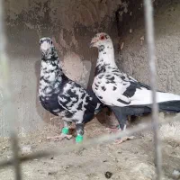 جفت سوسکی سیاه خوشگل وقلدر|پرنده|تربتحیدریه, شهرک ولیعصر|دیوار