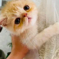 پرشین اصیل