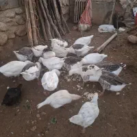 غاز سالم سرحال نرو ماده