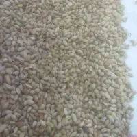 بادام کوهی 8کیلو