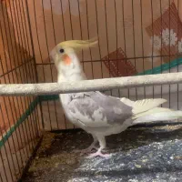 عروس هلندی نر|پرنده|آستانه اشرفیه, |دیوار