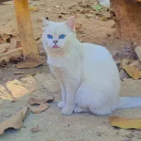 گربه اصیل اسکاتیش بریتیش|گربه|هشتگرد, هیو|دیوار