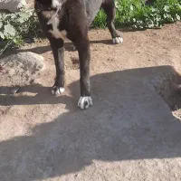 سگ قدرجونی قیمت ۱۰تومن