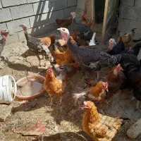 همه وار جوان هستن