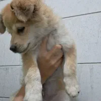 سگ پامر اشپیتز فروش فوری|سگ|کرمان, |دیوار