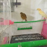 قناری نر و ماده