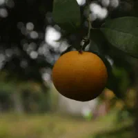 پرتقال مجلسی شهسوار و نارنج