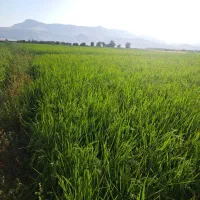 برنج|خوردنی و آشامیدنی|گلستان (تهران), |دیوار
