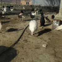 فروش مرغ خروس محلی تخم گزار|حیوانات مزرعه|مریوان, |دیوار