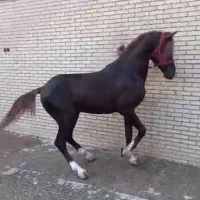 اسب نریون خالص