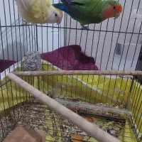 پرنده|پرنده|بندرعباس, |دیوار