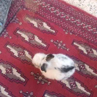 بچه خرگوش باهوش