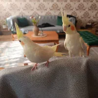 عروس هلندی دو ماهه