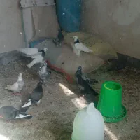 کفترفروشی|پرنده|درمیان, |دیوار