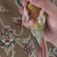 گرینچیک دستی با تمام وسایل