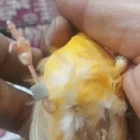 قناری ماده معاوضه