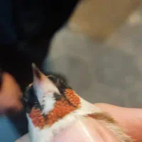 ماده چونه سفید نوک سفید تقریبه اماده قیمت 5