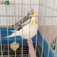 پرنده
